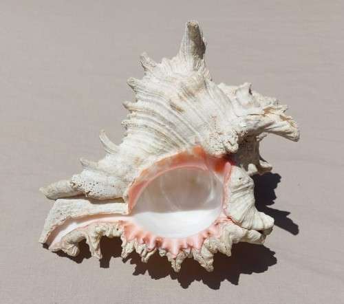 SAVAGE MEATEATER GIANT (RAMOSE) MUREX SEA SHELL BEAUTIFUL AND LARGE (22CM)