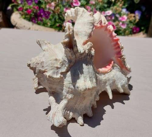 SAVAGE MEATEATER GIANT (RAMOSE) MUREX SEA SHELL BEAUTIFUL AND LARGE (22CM)