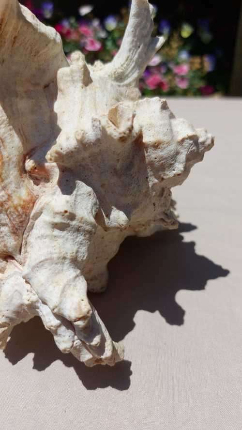 SAVAGE MEATEATER GIANT (RAMOSE) MUREX SEA SHELL BEAUTIFUL AND LARGE (22CM)