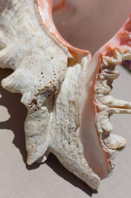 SAVAGE MEATEATER GIANT (RAMOSE) MUREX SEA SHELL BEAUTIFUL AND LARGE (22CM)