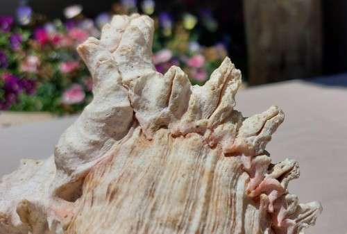 SAVAGE MEATEATER GIANT (RAMOSE) MUREX SEA SHELL BEAUTIFUL AND LARGE (22CM)