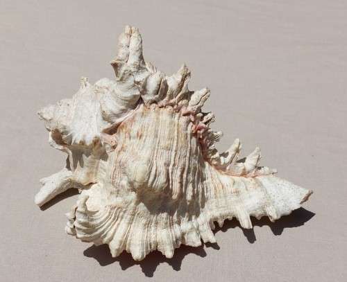 SAVAGE MEATEATER GIANT (RAMOSE) MUREX SEA SHELL BEAUTIFUL AND LARGE (22CM)