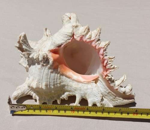 SAVAGE MEATEATER GIANT (RAMOSE) MUREX SEA SHELL BEAUTIFUL AND LARGE (22CM)