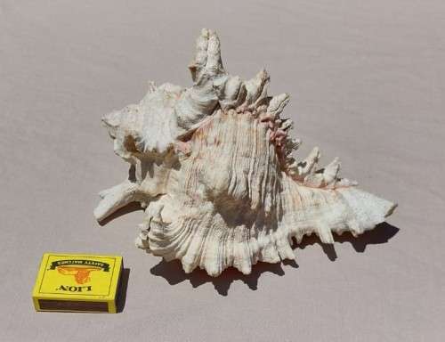 SAVAGE MEATEATER GIANT (RAMOSE) MUREX SEA SHELL BEAUTIFUL AND LARGE (22CM)