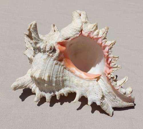 SAVAGE MEATEATER GIANT (RAMOSE) MUREX SEA SHELL BEAUTIFUL AND LARGE (22CM)