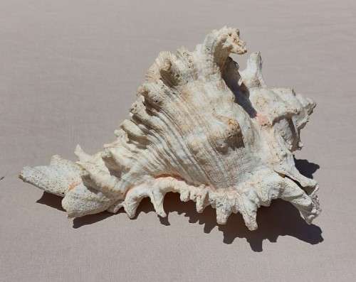 SAVAGE MEATEATER GIANT (RAMOSE) MUREX SEA SHELL BEAUTIFUL AND LARGE (22CM)