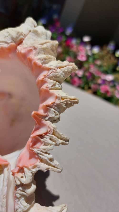 SAVAGE MEATEATER GIANT (RAMOSE) MUREX SEA SHELL BEAUTIFUL AND LARGE (22CM)