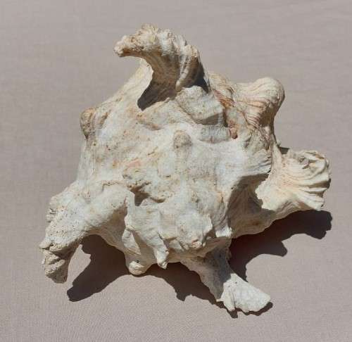 SAVAGE MEATEATER GIANT (RAMOSE) MUREX SEA SHELL BEAUTIFUL AND LARGE (22CM)