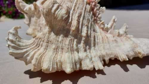 SAVAGE MEATEATER GIANT (RAMOSE) MUREX SEA SHELL BEAUTIFUL AND LARGE (22CM)