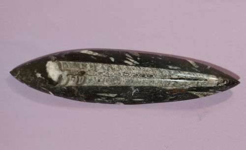 JURASSIC ERA (200 MIL YRS) BELEMNITE SQUID FOSSIL GROUP POLISHED 30CM LONG