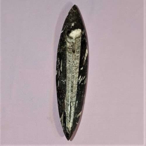 JURASSIC ERA (200 MIL YRS) BELEMNITE SQUID FOSSIL GROUP POLISHED 30CM LONG