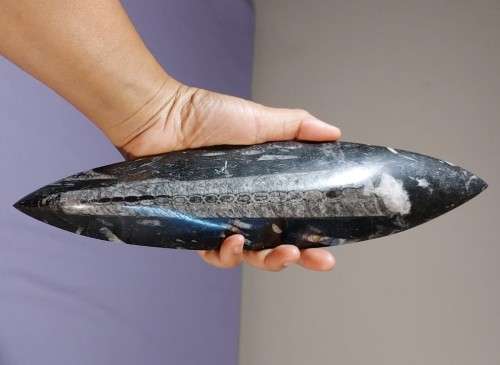 JURASSIC ERA (200 MIL YRS) BELEMNITE SQUID FOSSIL GROUP POLISHED 30CM LONG