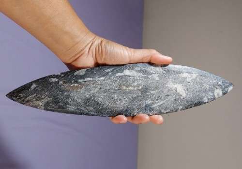 JURASSIC ERA (200 MIL YRS) BELEMNITE SQUID FOSSIL GROUP POLISHED 30CM LONG