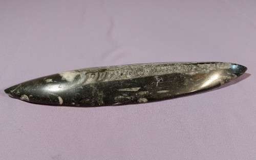 JURASSIC ERA (200 MIL YRS) BELEMNITE SQUID FOSSIL GROUP POLISHED 30CM LONG