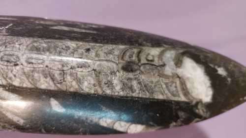 JURASSIC ERA (200 MIL YRS) BELEMNITE SQUID FOSSIL GROUP POLISHED 30CM LONG