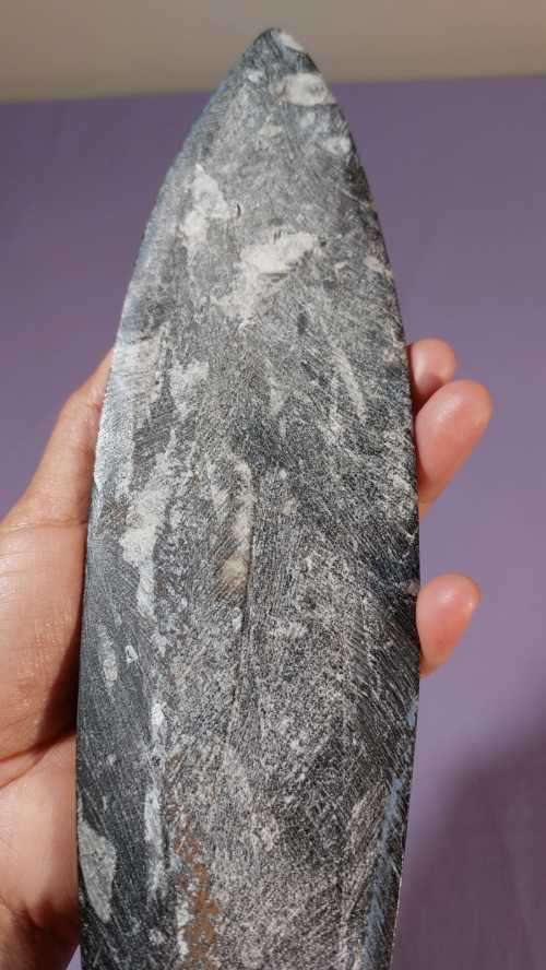 JURASSIC ERA (200 MIL YRS) BELEMNITE SQUID FOSSIL GROUP POLISHED 30CM LONG