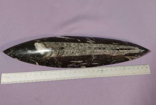 JURASSIC ERA (200 MIL YRS) BELEMNITE SQUID FOSSIL GROUP POLISHED 30CM LONG