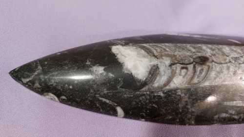 JURASSIC ERA (200 MIL YRS) BELEMNITE SQUID FOSSIL GROUP POLISHED 30CM LONG