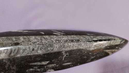 JURASSIC ERA (200 MIL YRS) BELEMNITE SQUID FOSSIL GROUP POLISHED 30CM LONG