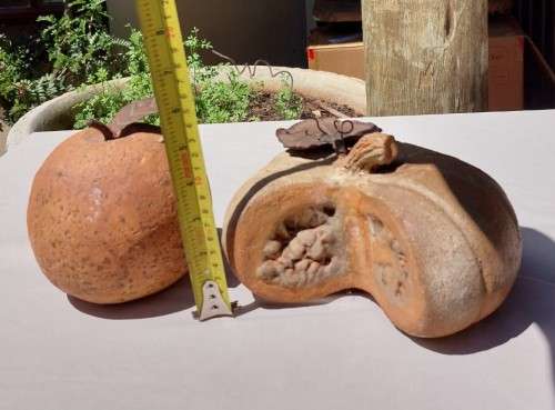 PUMPKIN AND POMELO CERAMICS WITH METALIC LEAVES