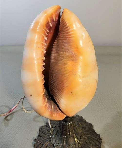 RED CASSIS RUFA BULLMOUTH HELMET SHELL NIGHTTIME TABLE LIGHT