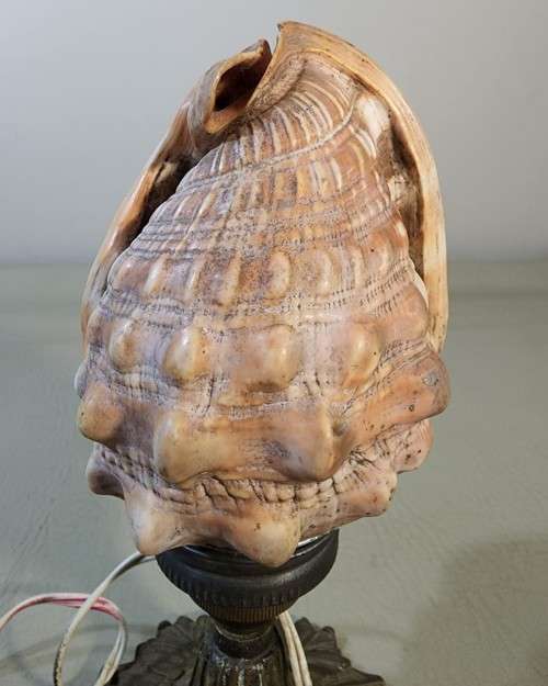 RED CASSIS RUFA BULLMOUTH HELMET SHELL NIGHTTIME TABLE LIGHT