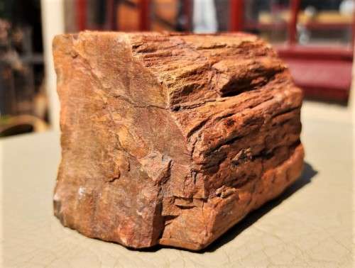 PETRIFIED WOOD FOSSIL FROM NAMIBIA 280 MILLION YEARS OLD