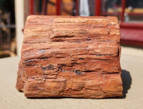 PETRIFIED WOOD FOSSIL FROM NAMIBIA 280 MILLION YEARS OLD