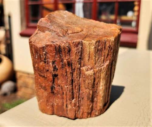PETRIFIED WOOD FOSSIL FROM NAMIBIA 280 MILLION YEARS OLD