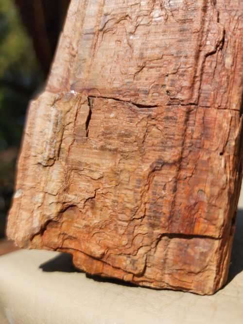 PETRIFIED WOOD FOSSIL FROM NAMIBIA 280 MILLION YEARS OLD