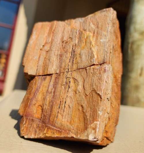 PETRIFIED WOOD FOSSIL FROM NAMIBIA 280 MILLION YEARS OLD