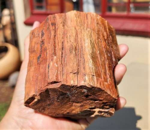 PETRIFIED WOOD FOSSIL FROM NAMIBIA 280 MILLION YEARS OLD