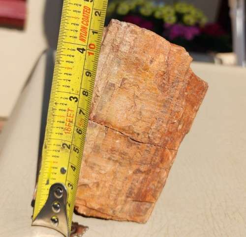 PETRIFIED WOOD FOSSIL FROM NAMIBIA 280 MILLION YEARS OLD