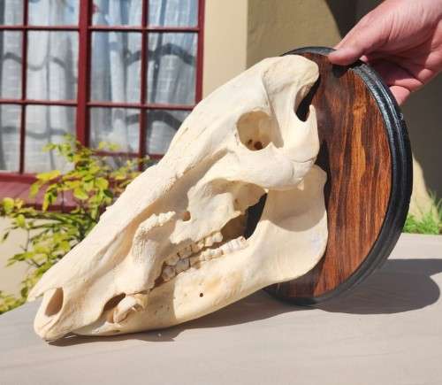 AWESOME BUSHPIG SKULL MOUNTED  ALSO SEE MY WARTHOG TUSKS ON AUCTION