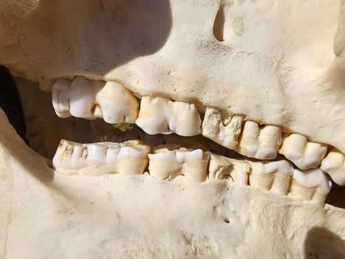 AWESOME BUSHPIG SKULL MOUNTED  ALSO SEE MY WARTHOG TUSKS ON AUCTION