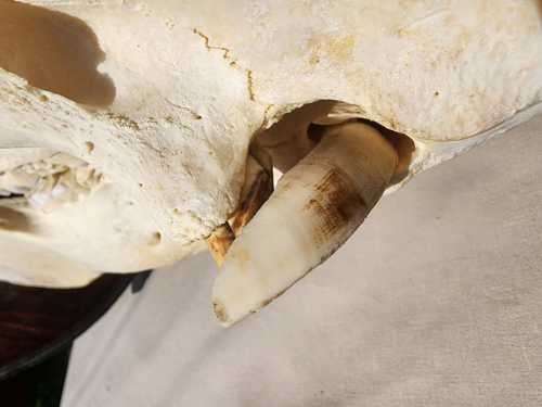 AWESOME BUSHPIG SKULL MOUNTED  ALSO SEE MY WARTHOG TUSKS ON AUCTION