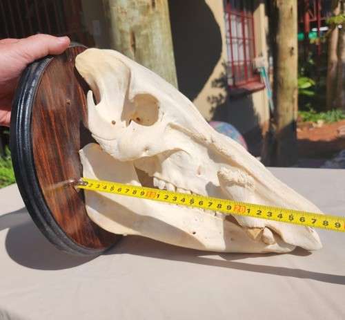 AWESOME BUSHPIG SKULL MOUNTED  ALSO SEE MY WARTHOG TUSKS ON AUCTION