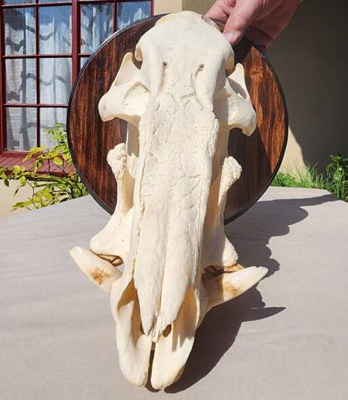 AWESOME BUSHPIG SKULL MOUNTED  ALSO SEE MY WARTHOG TUSKS ON AUCTION