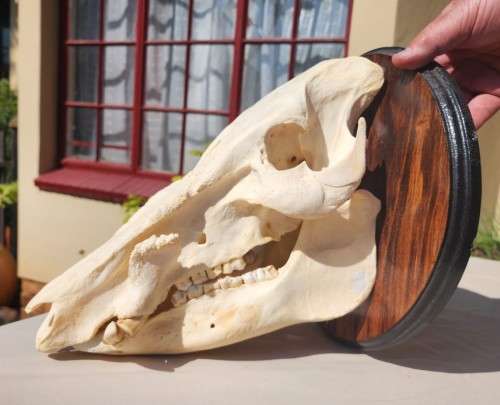 AWESOME BUSHPIG SKULL MOUNTED  ALSO SEE MY WARTHOG TUSKS ON AUCTION