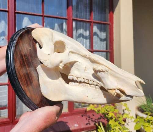 AWESOME BUSHPIG SKULL MOUNTED  ALSO SEE MY WARTHOG TUSKS ON AUCTION