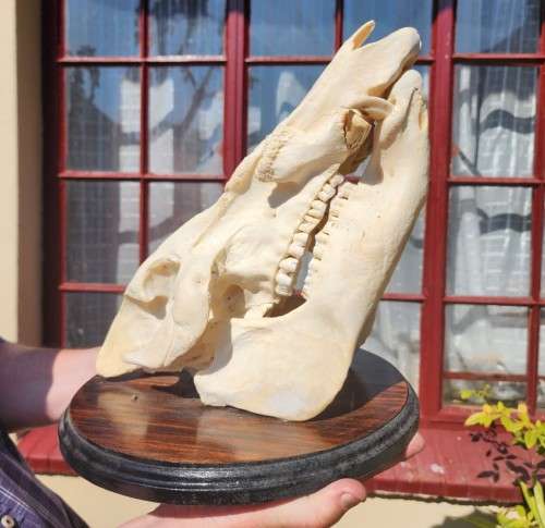 AWESOME BUSHPIG SKULL MOUNTED  ALSO SEE MY WARTHOG TUSKS ON AUCTION