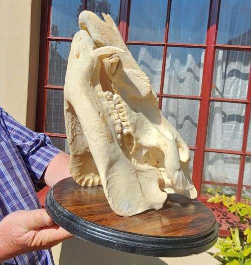 AWESOME BUSHPIG SKULL MOUNTED  ALSO SEE MY WARTHOG TUSKS ON AUCTION