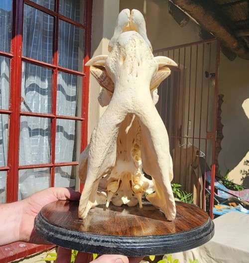 AWESOME BUSHPIG SKULL MOUNTED  ALSO SEE MY WARTHOG TUSKS ON AUCTION