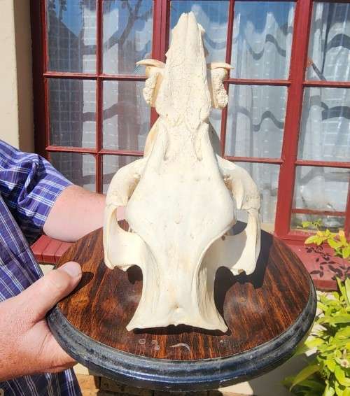 AWESOME BUSHPIG SKULL MOUNTED  ALSO SEE MY WARTHOG TUSKS ON AUCTION