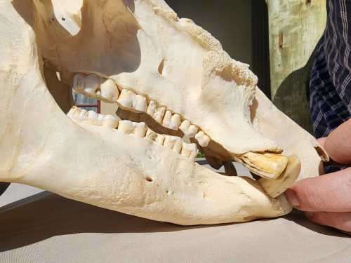 AWESOME BUSHPIG SKULL MOUNTED  ALSO SEE MY WARTHOG TUSKS ON AUCTION