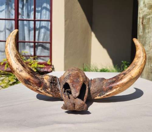 HUGE SET OF WARTHOG TUSKS  ALSO SEE MY WARTHOG SKULL ON AUCTION