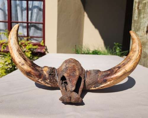 HUGE SET OF WARTHOG TUSKS  ALSO SEE MY WARTHOG SKULL ON AUCTION