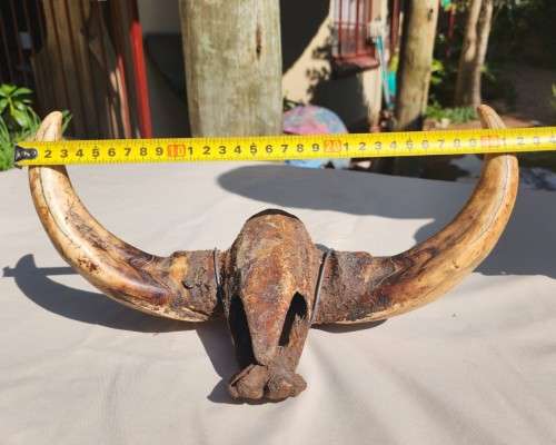 HUGE SET OF WARTHOG TUSKS  ALSO SEE MY WARTHOG SKULL ON AUCTION