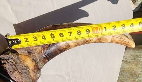 HUGE SET OF WARTHOG TUSKS  ALSO SEE MY WARTHOG SKULL ON AUCTION