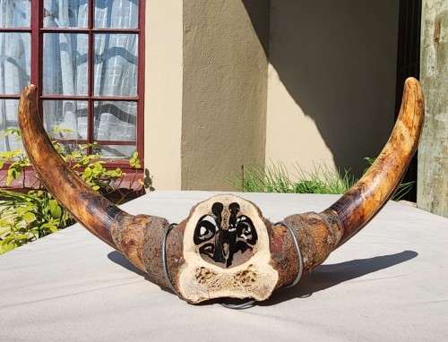 HUGE SET OF WARTHOG TUSKS  ALSO SEE MY WARTHOG SKULL ON AUCTION